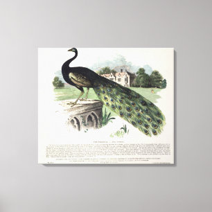Peacock Canvas Print
