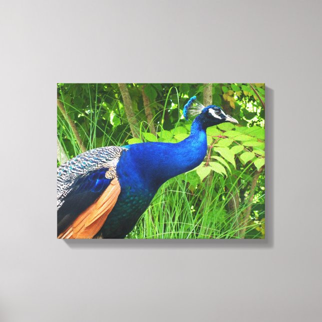 Peacock Canvas Print (Front)