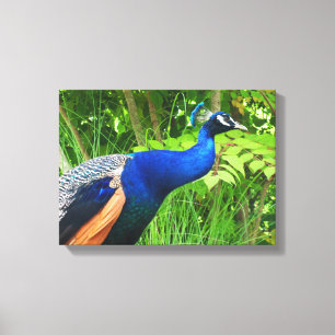 Peacock Canvas Print