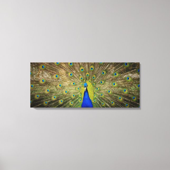 Peacock Canvas Print (Front)