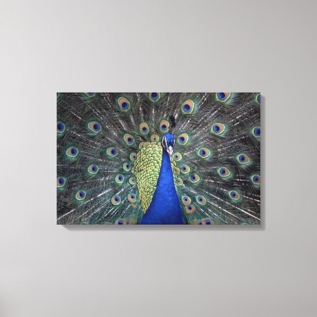 Peacock Canvas Print (Front)