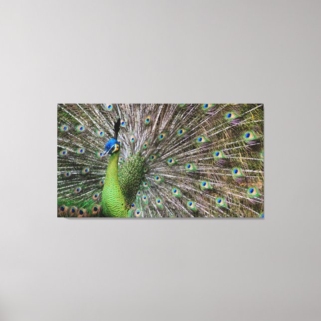 Peacock Canvas Print (Front)