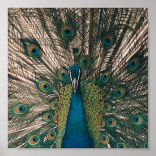 PEACOCK CANVAS PRINT