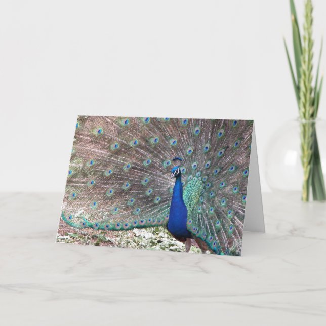 Peacock Card (Front)