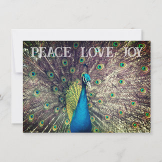 Peacock Christmas Card