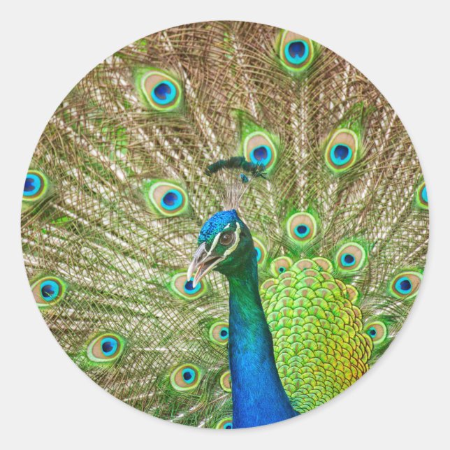 Peacock Classic Round Sticker (Front)