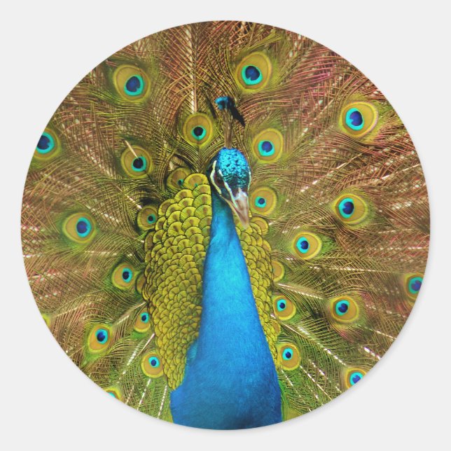 peacock classic round sticker (Front)