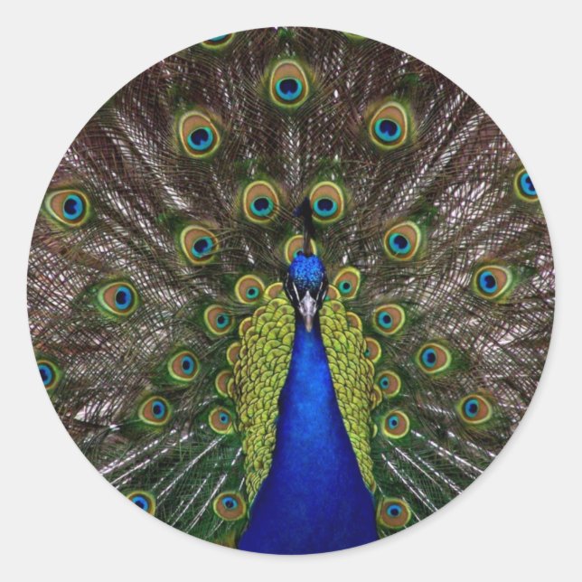 peacock classic round sticker (Front)