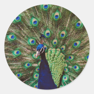 Peacock Classic Round Sticker
