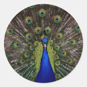 Peacock Classic Round Sticker