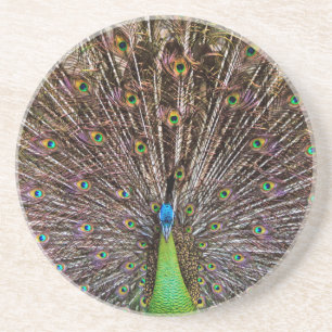 Peacock Coaster