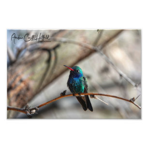 Peacock Coloured Hummingbird Photo Print