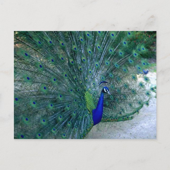 Peacock Dance Postcard (Front)