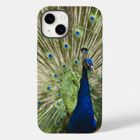 Peacock Display