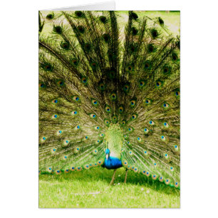 Peacock Display Colors