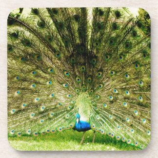 Peacock Display Colors Coaster