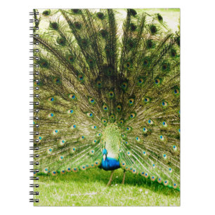 Peacock Display Colors Notebook