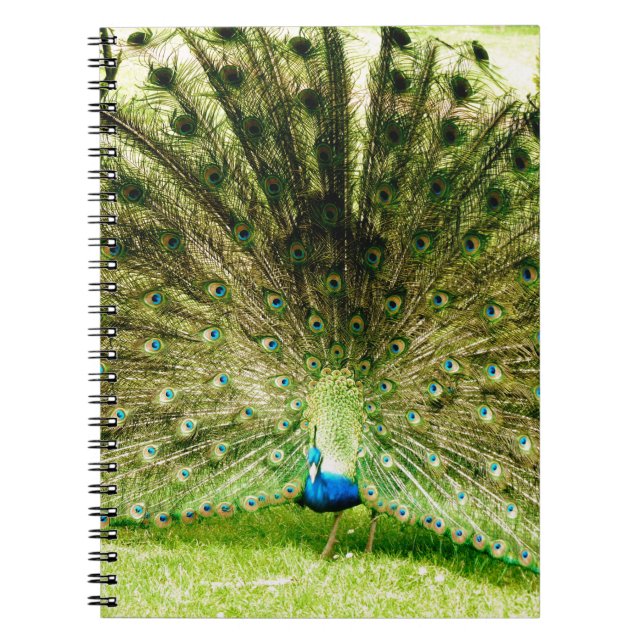 Peacock Display Colors Notebook (Front)