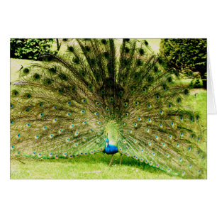 Peacock Display Colours
