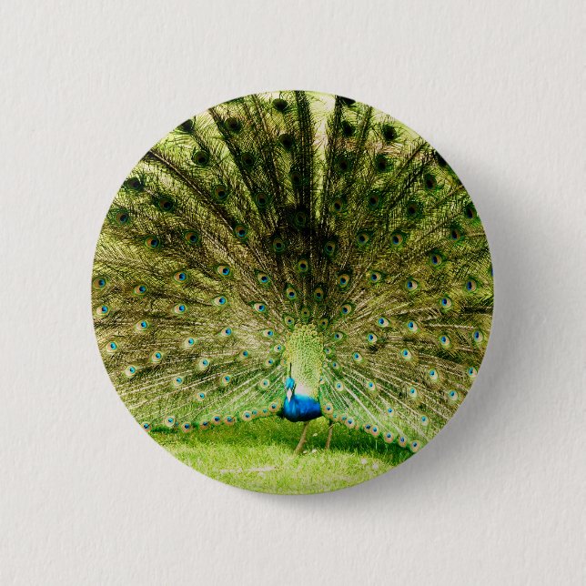 Peacock Display Colours 6 Cm Round Badge (Front)