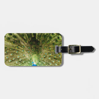 Peacock Display Colours Luggage Tag