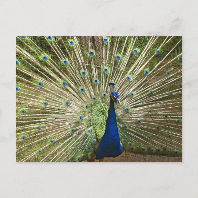 Peacock Display Postcard (Front)