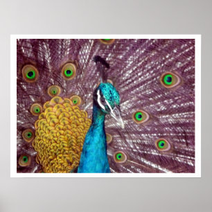 peacock display pride poster