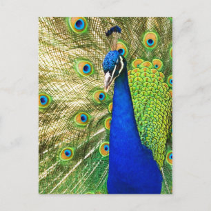 Peacock displaying its colourful plumage postcard