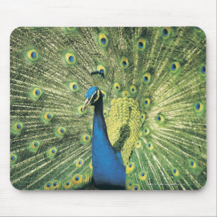Peacock displaying mouse pad