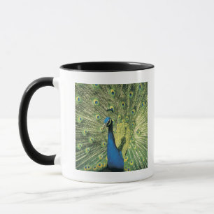 Peacock displaying mug