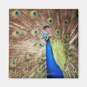 Peacock displaying plumage magnet