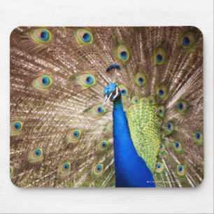 Peacock displaying plumage mouse pad