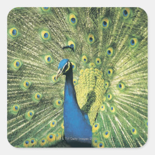 Peacock displaying square sticker