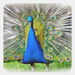 Peacock displaying tail feathers T-Shirt Square Sticker