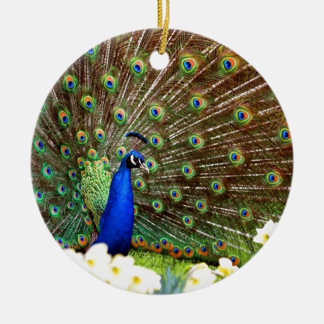 Peacock displays ceramic tree decoration (Front)