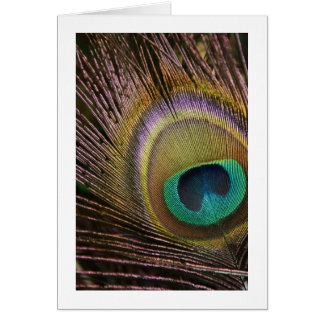 Peacock Feather Blank Card