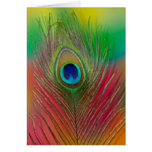 Peacock feather close-up
