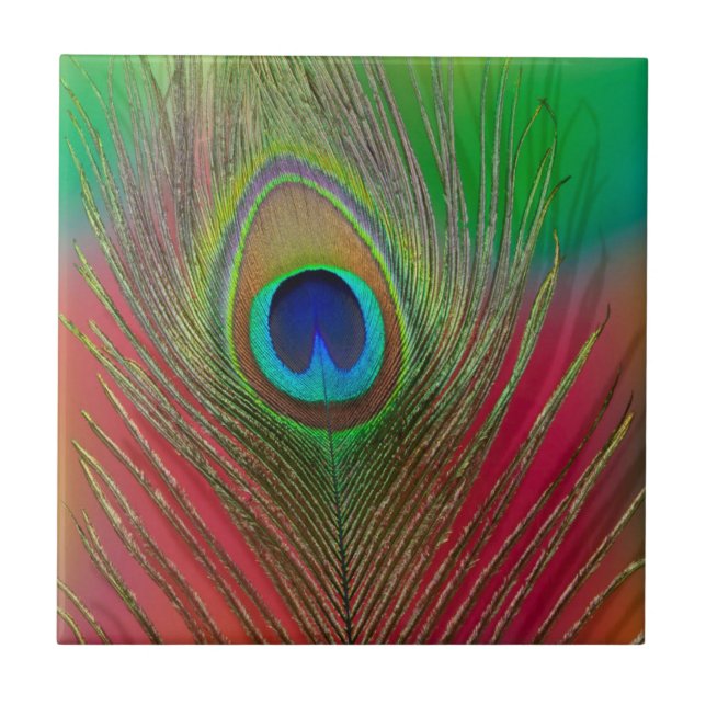 Peacock feather close-up tile (Front)