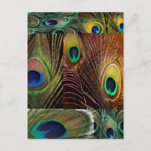 peacock feather collage postcard