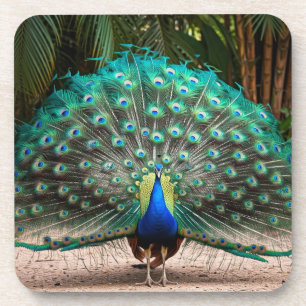 Peacock Feather Fanning Coaster