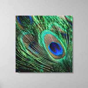 Peacock Feather Lucky Canvas Print