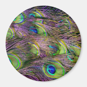 Peacock Feather Magnet