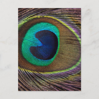 Peacock Feather On Right Side Close-Up Postcard