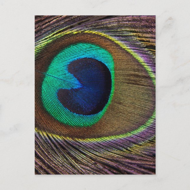 Peacock Feather On Right Side Close-Up Postcard (Front)