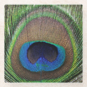 Peacock Feather Photo - Glass Coaster