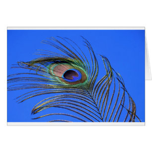 Peacock Feather Photograph