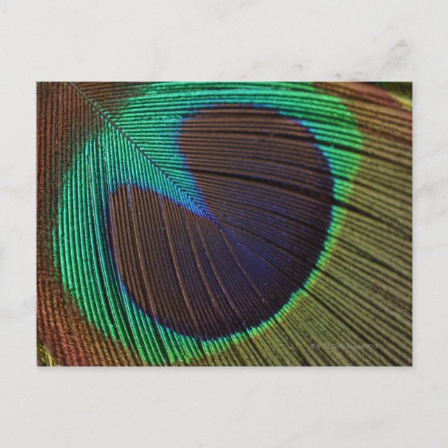 Peacock feather postcard (Front)