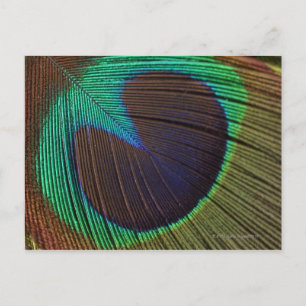 Peacock feather postcard