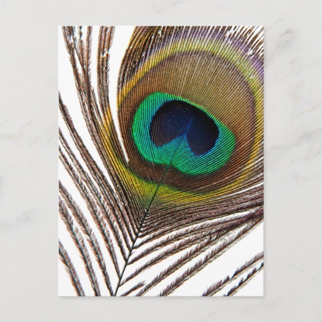 Peacock feather postcard (Front)