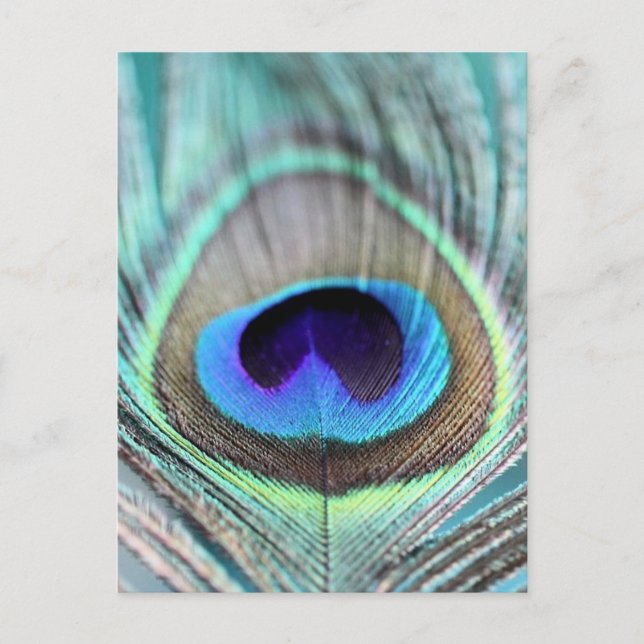 Peacock Feather Postcard (Front)